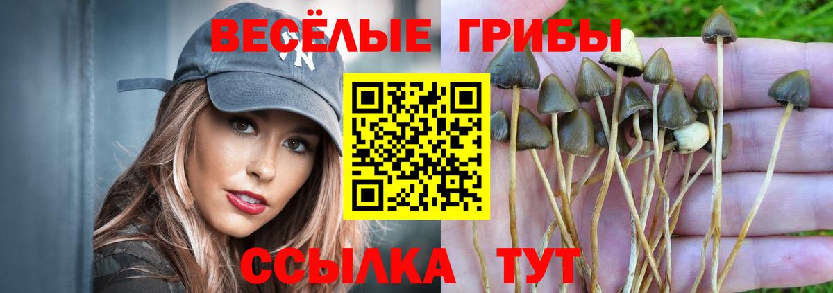 Галлюциногенные грибы Magic Shrooms  Вход с VPN  Звенигород  Псилоцибиновые грибы Cubensis 